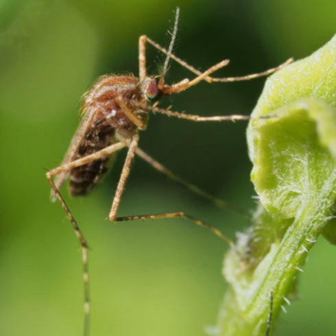 THE BUG REPELLING SOAP BAR