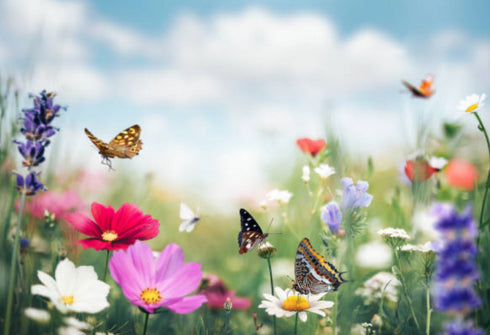 THE MAGIC LOVE SOAP BAR