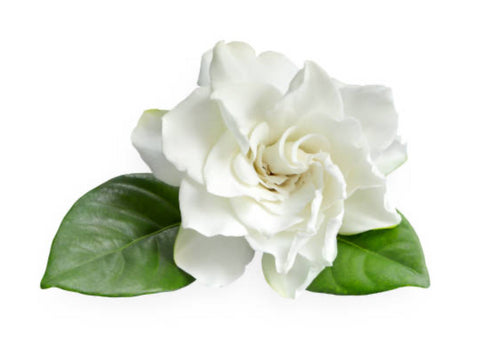 THE GARDENIA