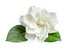 THE GARDENIA