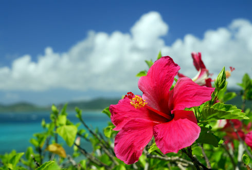 THE ISLAND HIBISCUS