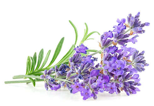 THE LAVENDER SOAP BAR