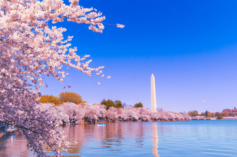 THE CHERRY BLOSSOM SOAP BAR