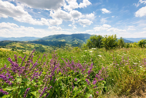 THE BURBĚRRY SOAP BAR